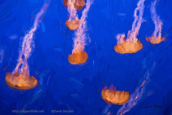 Jellyfish II image