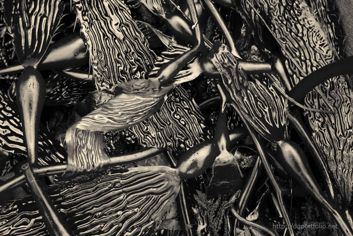 Kelp I Toned fine art sepia nature photograph